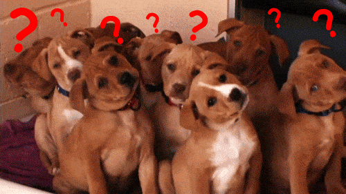 Confused GIF - Teach English in China - Current TEFL / ESL Teaching Jobs
