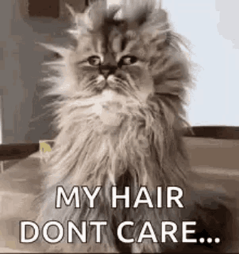 bad hair cat gif
