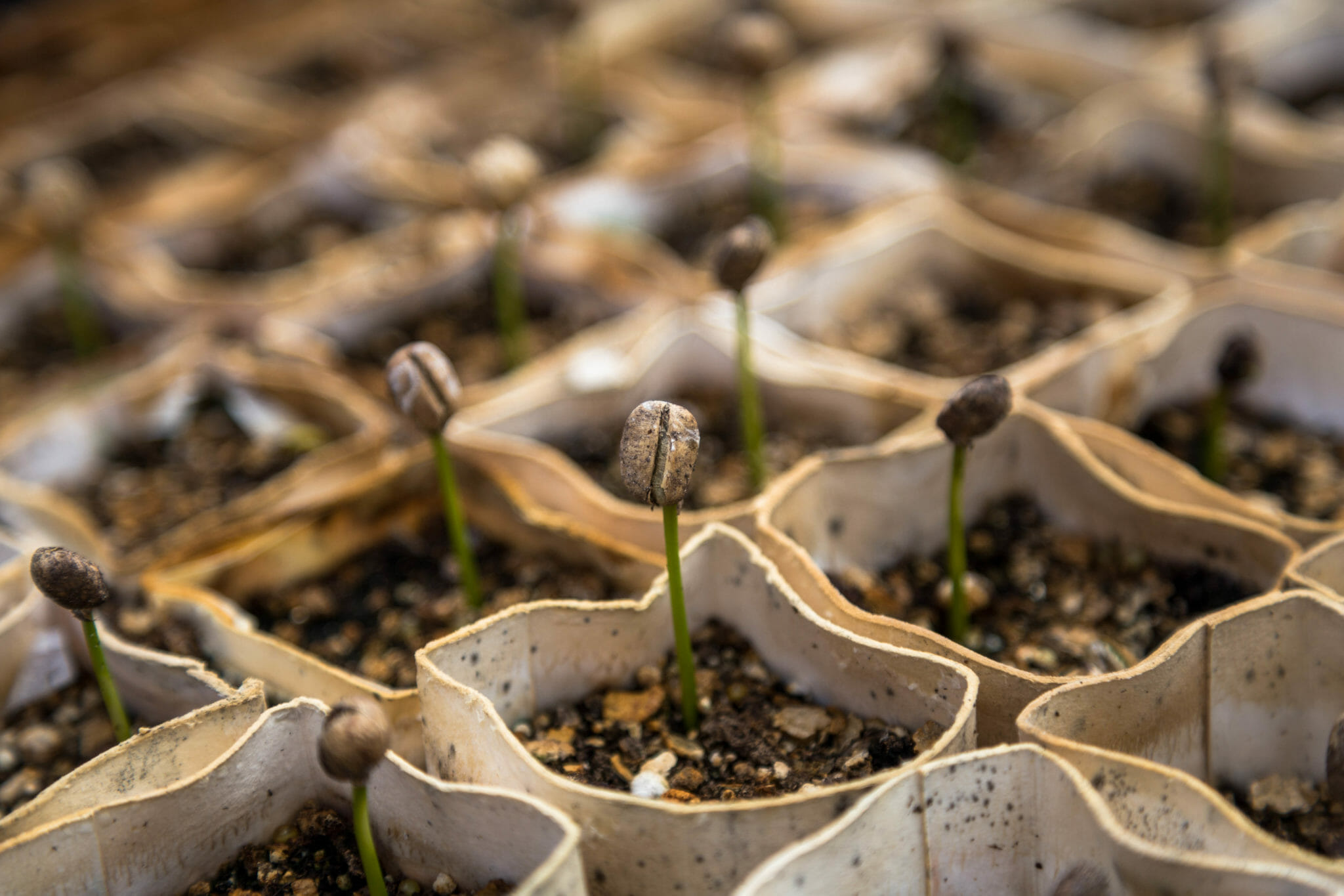 sprouts